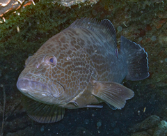 Mycteroperca bonaci