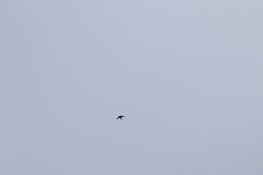 Hirundo rustica