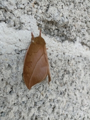 Automeris zugana