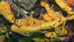 Gymnothorax miliaris