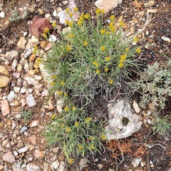 Petradoria pumila