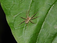 Dolomedes