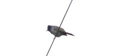 Pycnonotus cafer