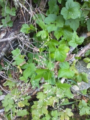Tiarella trifoliata