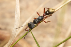 Myrmecia chrysogaster