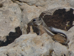 Ammospermophilus leucurus