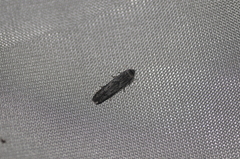 Blastobasis glandulella