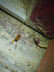 Leiobunum ventricosum
