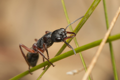 Myrmecia chrysogaster