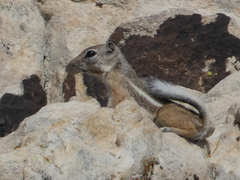 Ammospermophilus leucurus