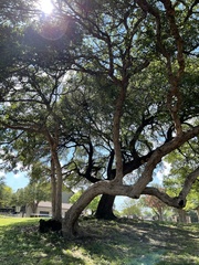 Quercus sinuata