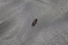 Blastobasis glandulella