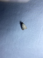 Hypenodes fractilinea