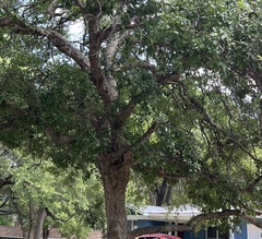 Quercus sinuata