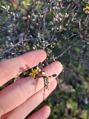 Corokia cotoneaster