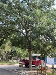 Quercus sinuata