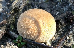 Lycoperdon