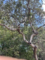 Quercus sinuata