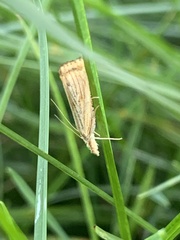 Agriphila