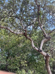 Quercus sinuata