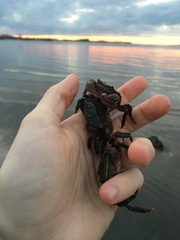 Hemigrapsus sanguineus