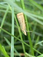 Agriphila