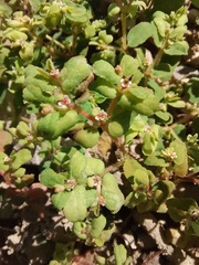 Euphorbia serrula