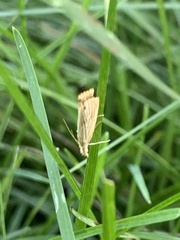 Agriphila