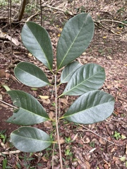 Psidium cattleyanum