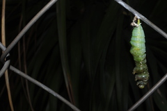 Sphingidae