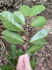 Psidium cattleyanum