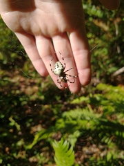 Araneus