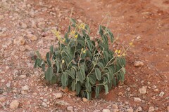 Crotalaria smithiana