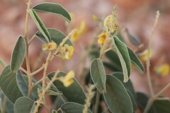 Crotalaria smithiana
