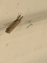 Agriphila