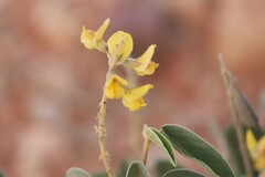 Crotalaria smithiana