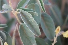 Crotalaria smithiana