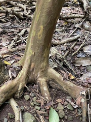Psidium cattleyanum