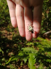 Araneus