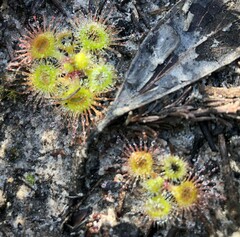Drosera glanduligera