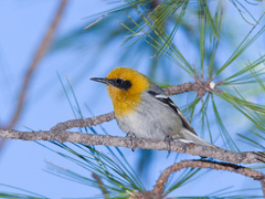 Olive Warbler photo 3