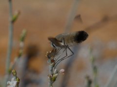 Bombyliini