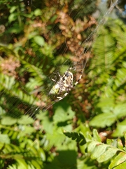 Araneus
