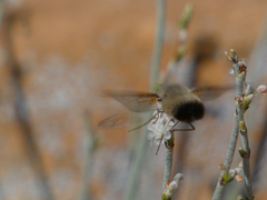 Bombyliini