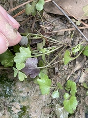 Cardamine occulta