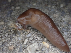 Limacoidea