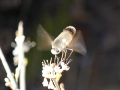 Bombyliini