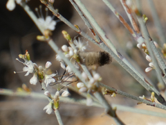 Bombyliini