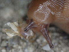Limacoidea