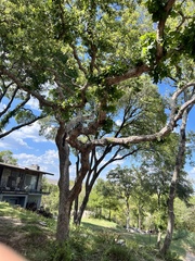 Quercus sinuata